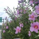 무궁화100리길 이미지