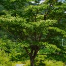다시 봄 | 올 봄 산책하기 딱 좋은 힐링 코스, 증평 삼기저수지 산책 나들이!