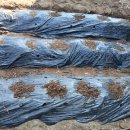 종대농장 이미지