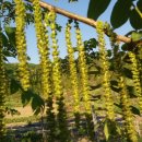 큰나무농장 이미지