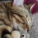 이자매펫미용원 이미지