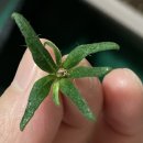 꽃보다아름다운당신 | 를 붙이면 꼬츄가 됩니다 그러니 울지마세요 꽃처럼 아름다운 당신도 울게되면 꼬츄가 됩니다 25년 9월일상