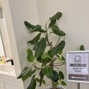 연세리더스 치과의원 이미지