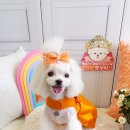 올블링 펫 부티끄 애견용품 이미지