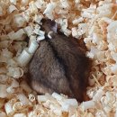 젊은열대어 이미지