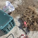 안동약도라지 케서 보냄니다. 이미지