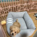 부산강아지분양 고양이분양 베스트펫 본점 이미지