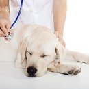 24시 블레스동물메디컬센터 이미지