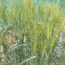 지재농장 이미지