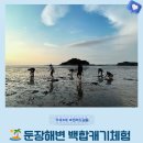 두루미평화마을 영농조합법인 | 자은도 가볼만한 곳 둔장해변 노을 속 백합 조개캐기 갯벌체험 아이와 함께 추천