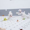 퍼피스프링 이미지