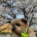 임진리 | 파주 임진리 벚꽃축제 후기, 파주 벚꽃 축제, 애견동반 벚꽃축제