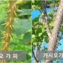 산야초-가시오가피 이미지