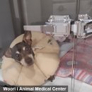 조치원메디컬센터 | 천안 신탄진 세종시 중성화수술 추천 동물병원 우리아이동물메디컬센터 조치원이 자궁축농증 수술 후기