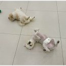 일산애견호텔 강아지유치원 맘바이일산점 이미지