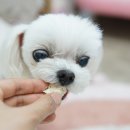 Dear fluffy(디어 플러피) 이미지