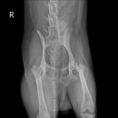 검단이담동물의료센터 이미지