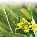 진양원예사 이미지