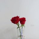 다미그린 이미지