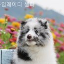 라임레이디 이미지