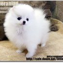 예뿐강아지 이미지