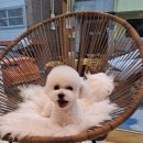 LIKE FRISE 이미지