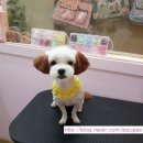 이뿌개 이미지