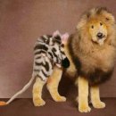 예쁜강아지 이미지