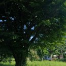 부석초등학교남대분교장 이미지