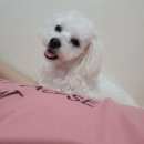 머무름 펫 이미지