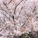 벚꽃 마카롱 이미지