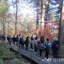 잣나무숲 이미지