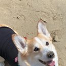 칸타삐야 이미지