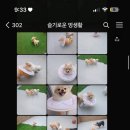 슬기로운 멍생활 이미지