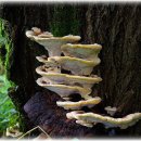 장수버섯 (아카시아 영지버섯 ) 이미지