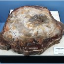 세계화석광물박물관 이미지