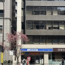 미드나잇도쿄 | 비누향기일상/도쿄여행3.긴자쇼핑,츠지한또가고싶어,저스틴비버도다녀간카페드람브르,벚꽃여행좋아...