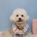 호다닥쑥 이미지