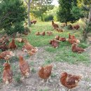 대섬알이랑 이미지