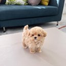 강아지분양 올리펍스 강남점 이미지