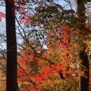 용산-현장-1382 | 11월 서울 단풍 명소 추천 | 남산하늘숲길 가는방법, 노을/야경코스, 해방촌 맛집