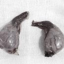 마루종합동물병원 이미지