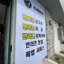 수려하개 이미지