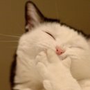 오성맥주 이미지