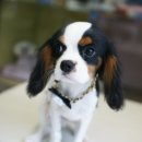 송하동물병원 이미지