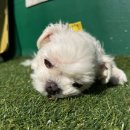 멍테소리 | 3년째 믿고 맡기는 '멍테소리' 찐 후기입니다!