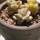 살구미농장 이미지