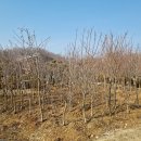 대송조경