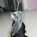 뉴버팔로 이미지