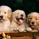 한가람동물의료센터 이미지